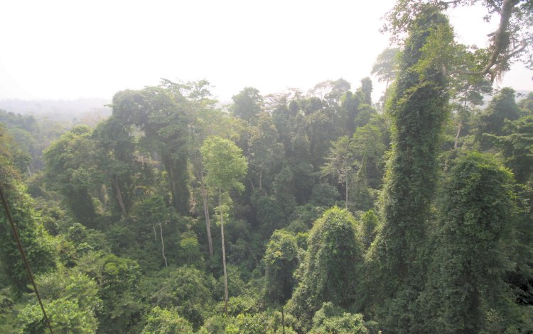 Kakum National Park - Der Regenwald